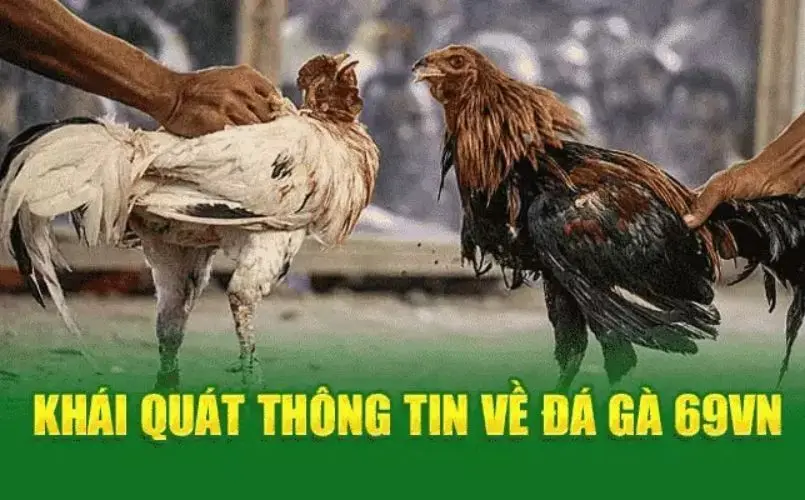 Đôi nét về sảnh Đá Gà 69VN