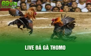 Trực Tiếp Đá Gà Thomo 69VN – Thiên Đường Cho Những Kê Thủ